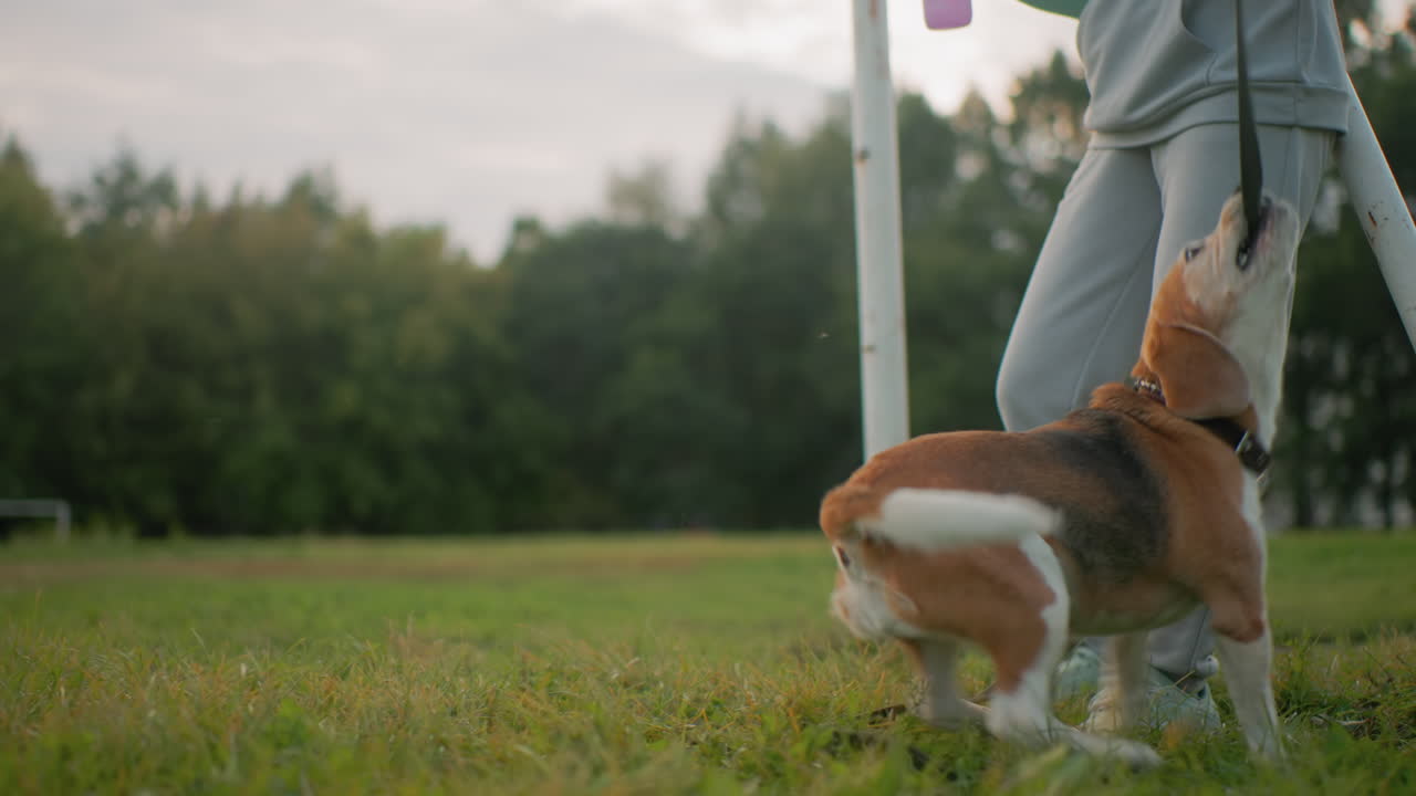 Instructor enjoying playful moment with german shepherd tugging on leash outdoors on grassy field during bright day fun energetic training session showcasing strong bond trust and happiness