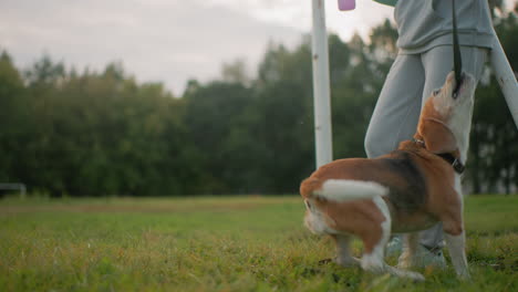 instructor enjoying playful moment with german shepherd tugging on leash outdoors on grassy field during bright day fun energetic training session showcasing strong bond trust and happiness