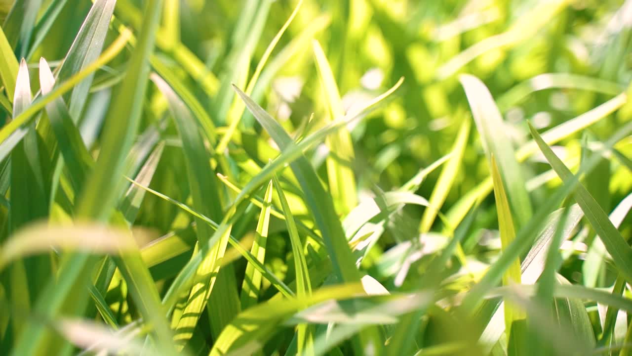 카메라가 해가 뜨는 빛에 신선한 녹색 풀을 통해 이동