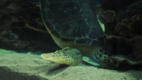 una gran tortuga marina cepilla algunos guijarros en el fondo de un tanque de acuario