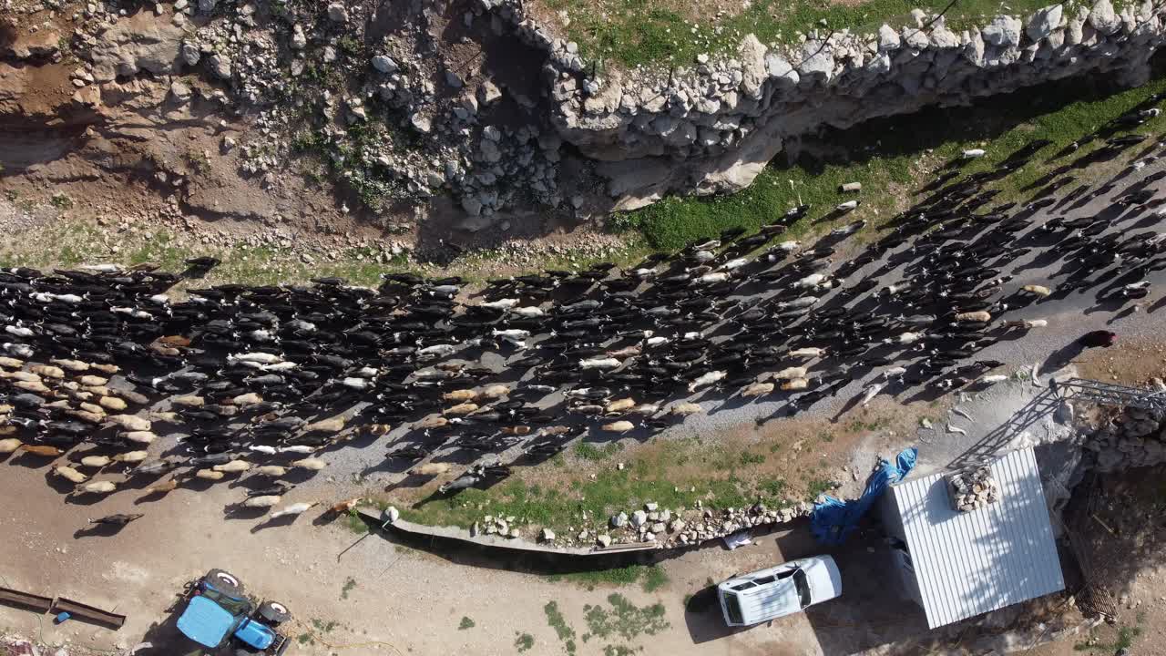 imagen de drones cabras moviendo rebaños