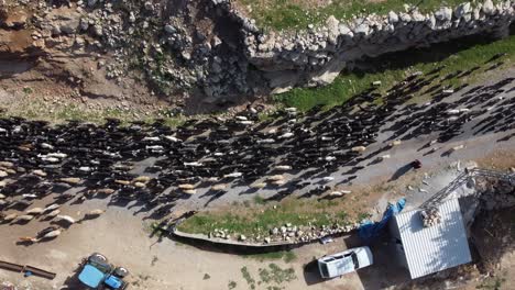 imagen de drones cabras moviendo rebaños