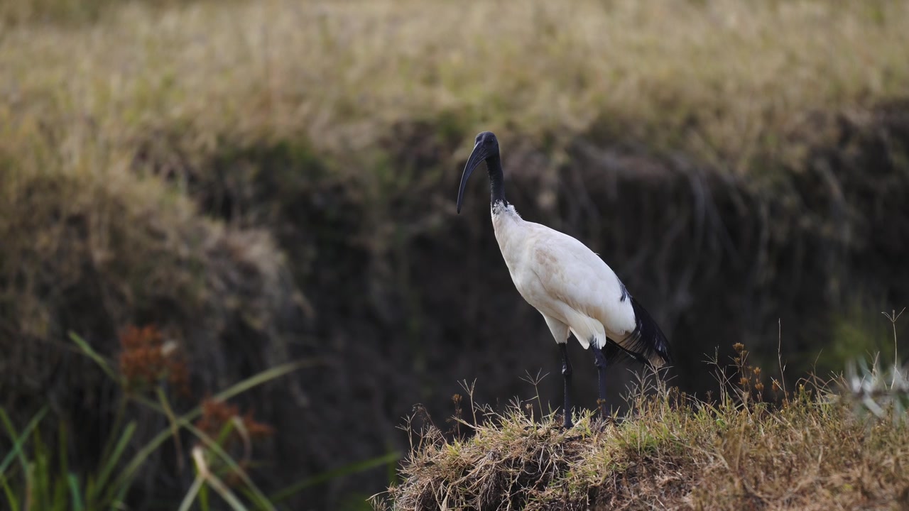 Uccelli africani in safari, uccello ibis sacro in Africa in Kenya, bellissime specie di uccelli