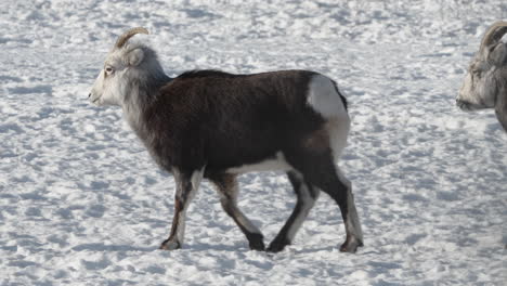 female bighorn sheep walking on snow in yukon, canada