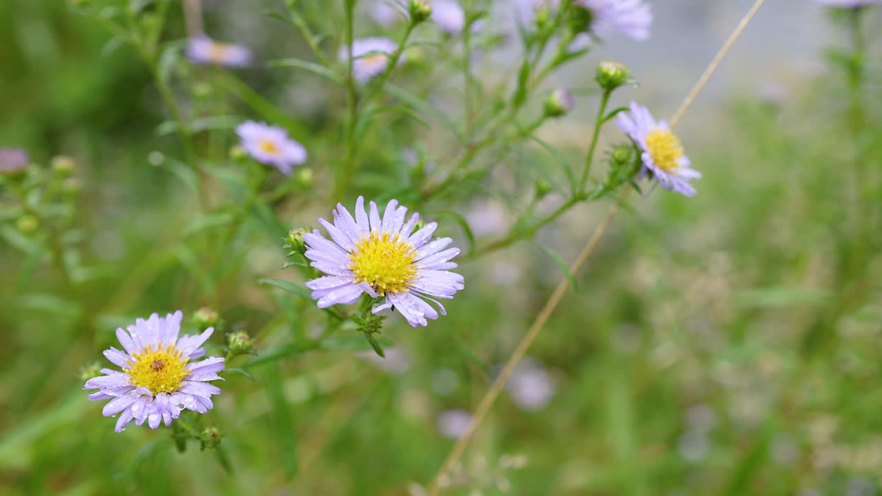 Close-up of Tatarian aster flowers in nature