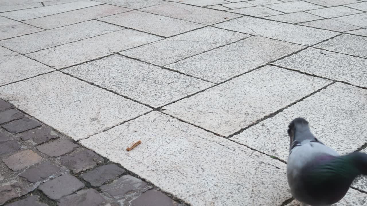 Pigeon standing alone on large square tiles in bright daylight, pecking at food piece