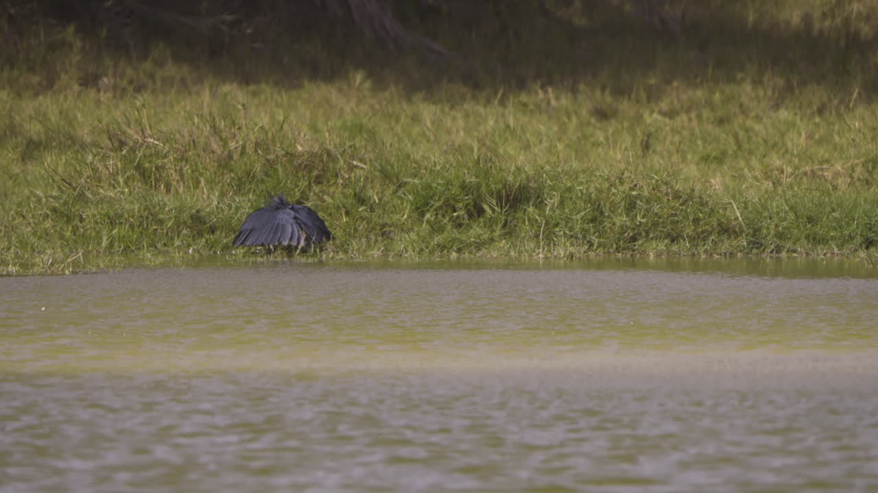 Wide shot of black heron next to a lake during the day in Senegal, Africa, outdoor