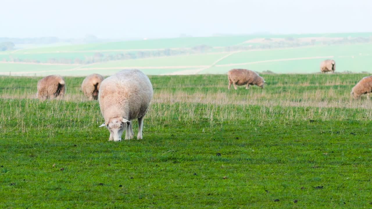 A flock of sheep grazes peacefully in a lush, green field under a clear sky.