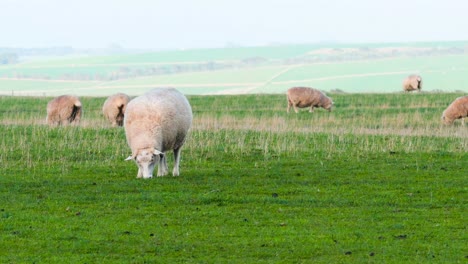 a flock of sheep grazes peacefully in a lush, green field under a clear sky.