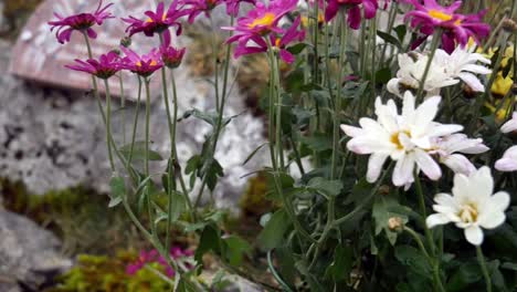 flores de colores en un día nublado de mal humor