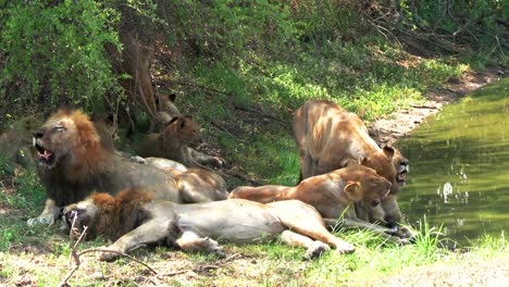 exhausted lion pride rest in tree shadow near water on hot african day
