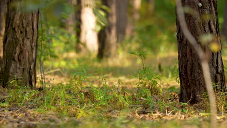 close-up slow motion slide from left to right - a close-up of green grass and tree trunks in the lower part of the forest undergrowth, natural elements of the forest ecosystem, sun rays piercing