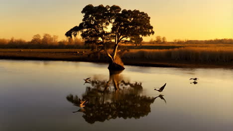 golden hour reflection of a tree on a river with birds