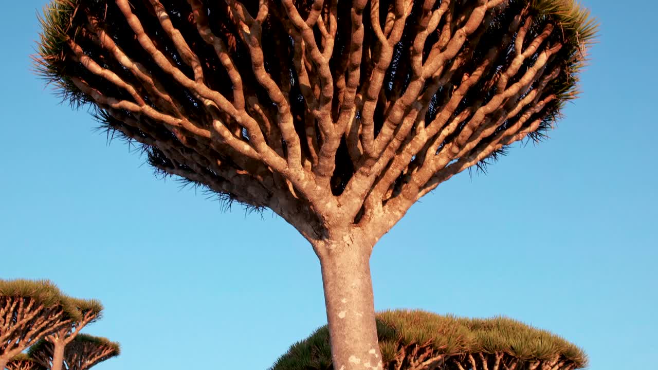 raros árboles de dragón de socotra en el bosque de firmihin en la meseta de diksam, isla de socotra, yemen