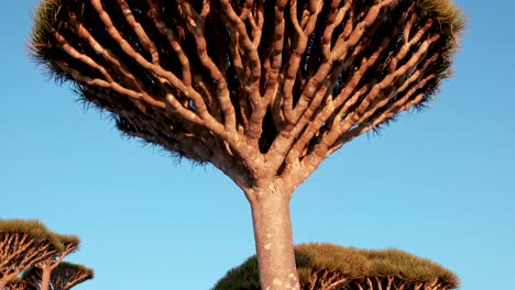 rare socotra dragon trees at firmihin forest in diksam plateau, socotra island, yemen