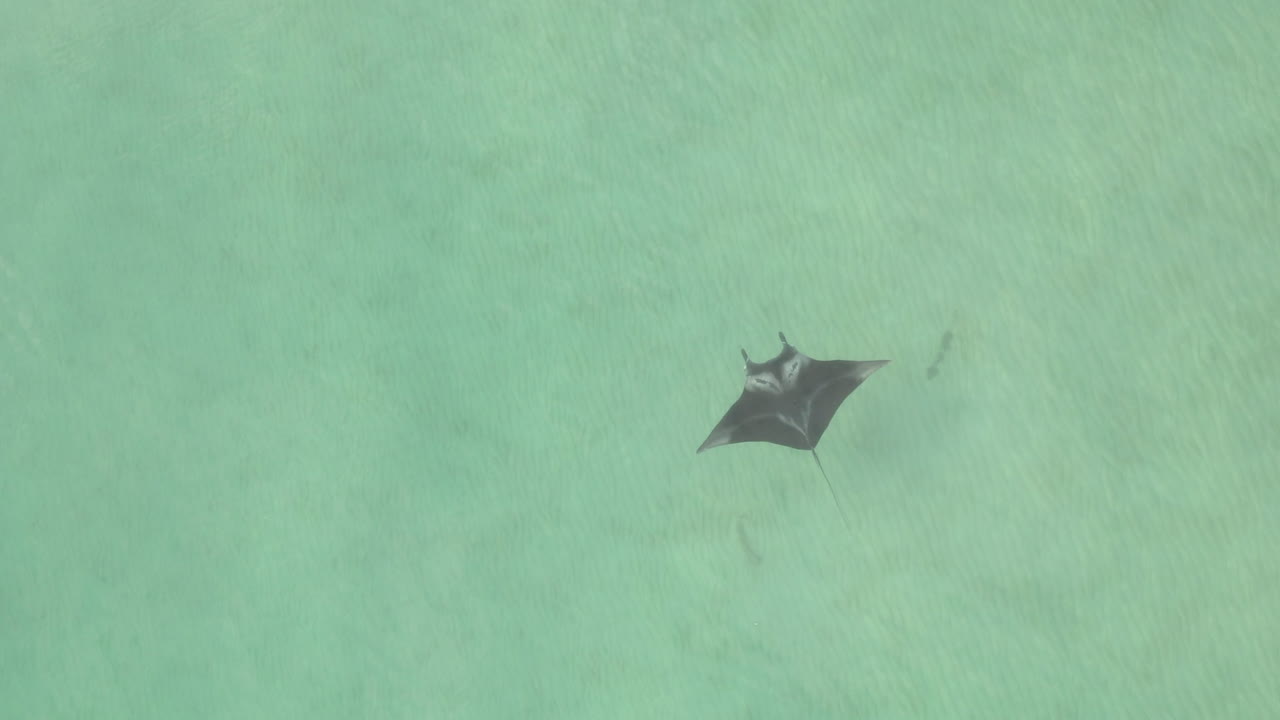 aérea: una mantarraya nada en diagonal a través de un océano turquesa poco profundo