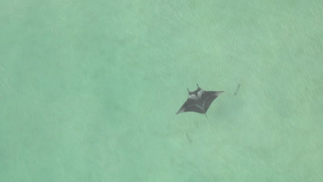 aerial: manta ray swims diagonally through shallow turquoise ocean