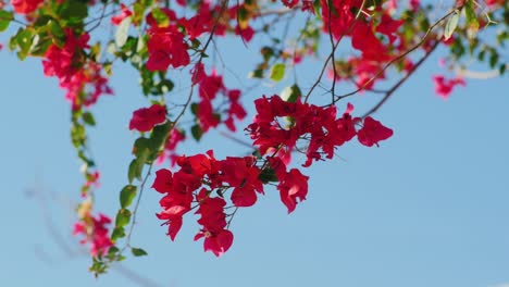 exotic flowers on a background of blue sky