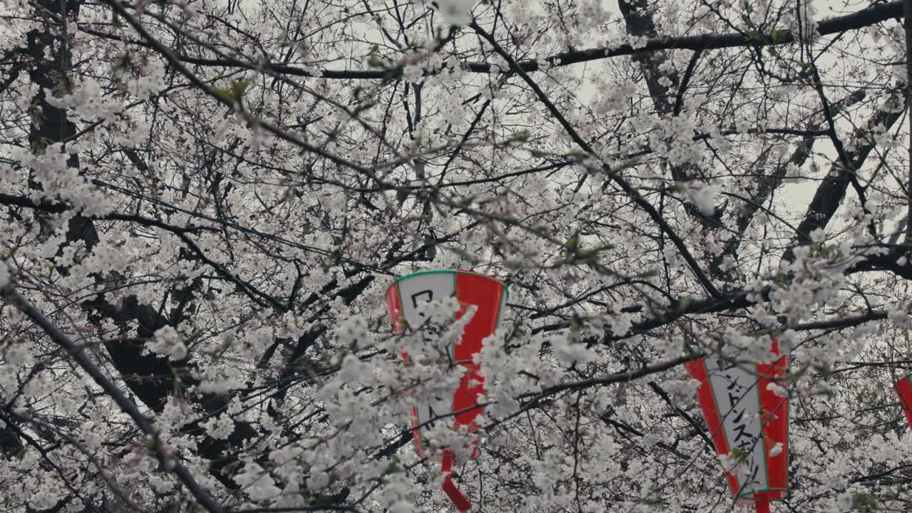 árbol de sakura blanco en flor con linternas japonesas colgando