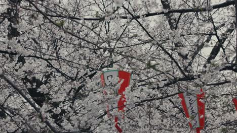 white sakura tree in bloom with japanese lanterns hanging