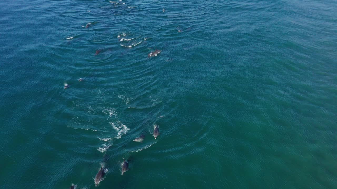 Aerial view pod of dolphins playing in Indian Ocean waves, Durban