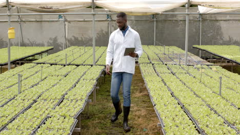 inspecting hydroponic plants, african american man holding tablet in greenhouse, wearing lab coat
