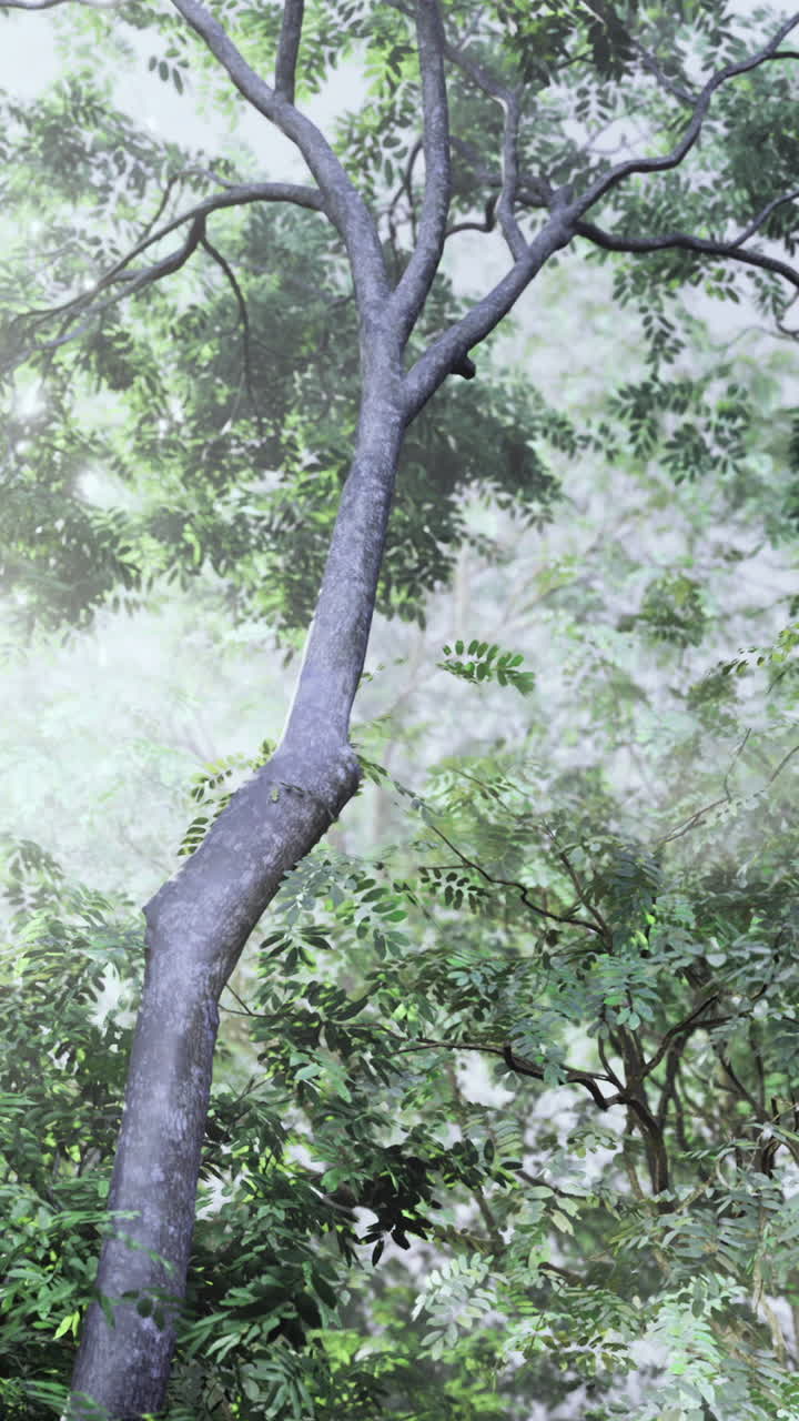 Lush trees and vibrant greenery under soft sunlight in a tranquil forest