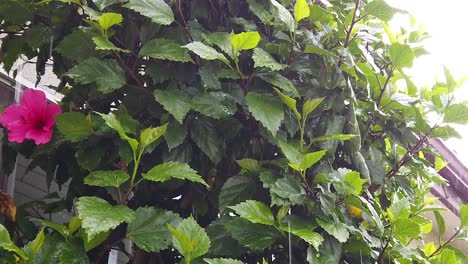 Lluvia-Cayendo-Sobre-Un-Rosal-En-Cámara-Lenta