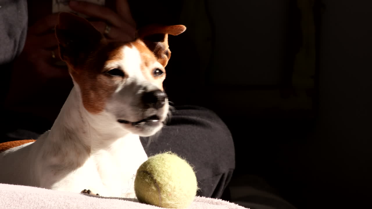 Drowsy yet alert Jack Russell pet dog basks in sun with favorite ball