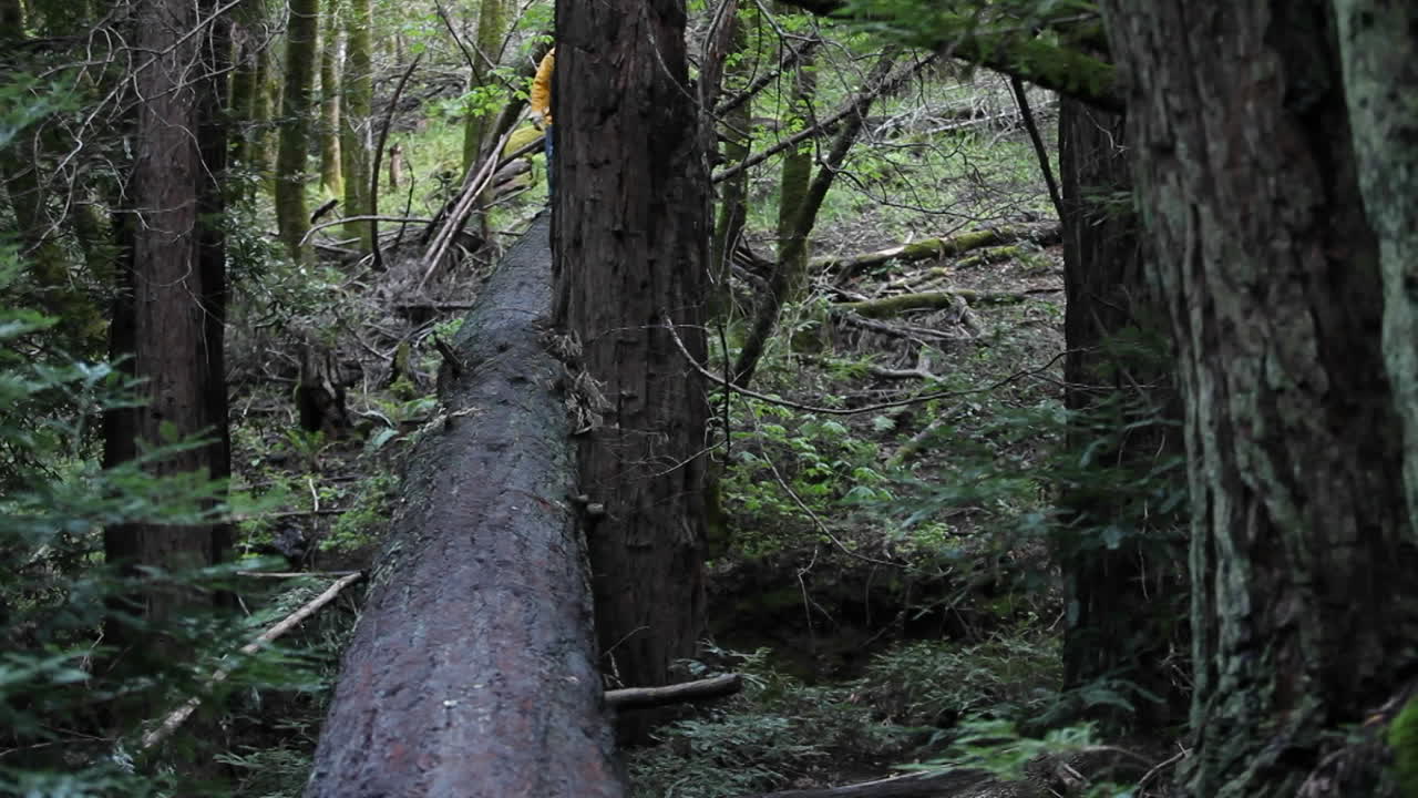 숲에서 쓰러진 나무를 따라 달리는 한 남자