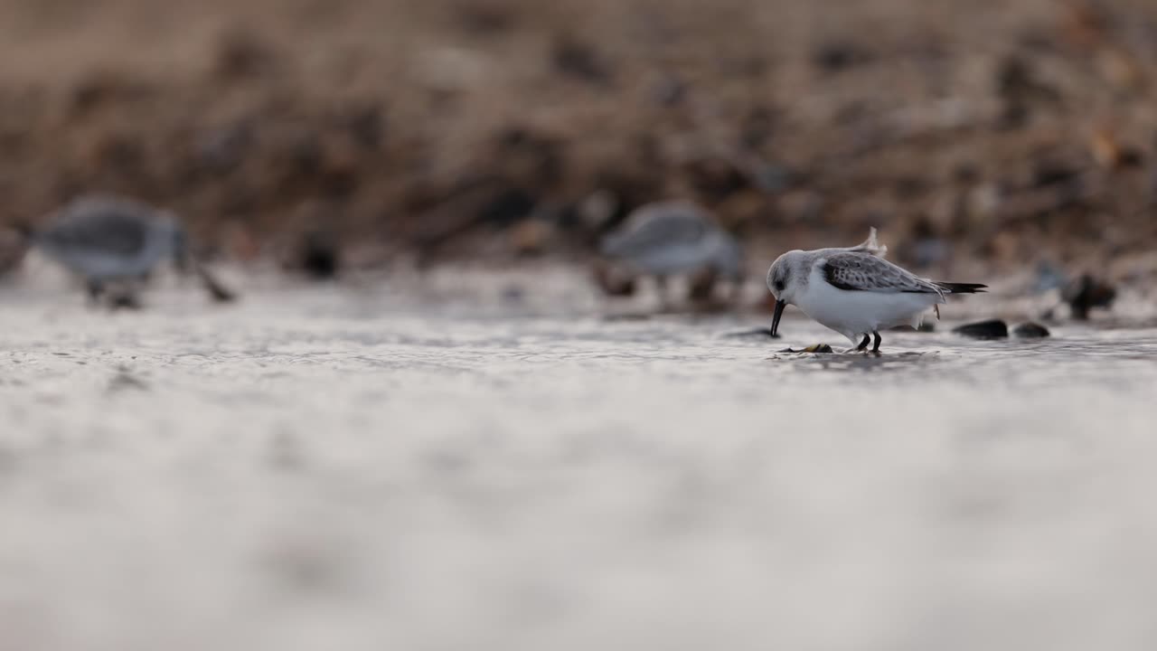 aves costeras que se alimentan en aguas poco profundas