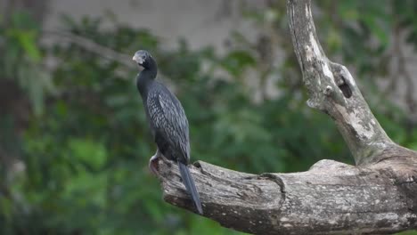 cormorán escalofriante uhd mp4 4k
