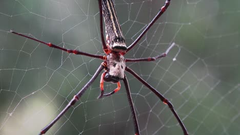 tiro de carro de una araña tejedora orbe dorada