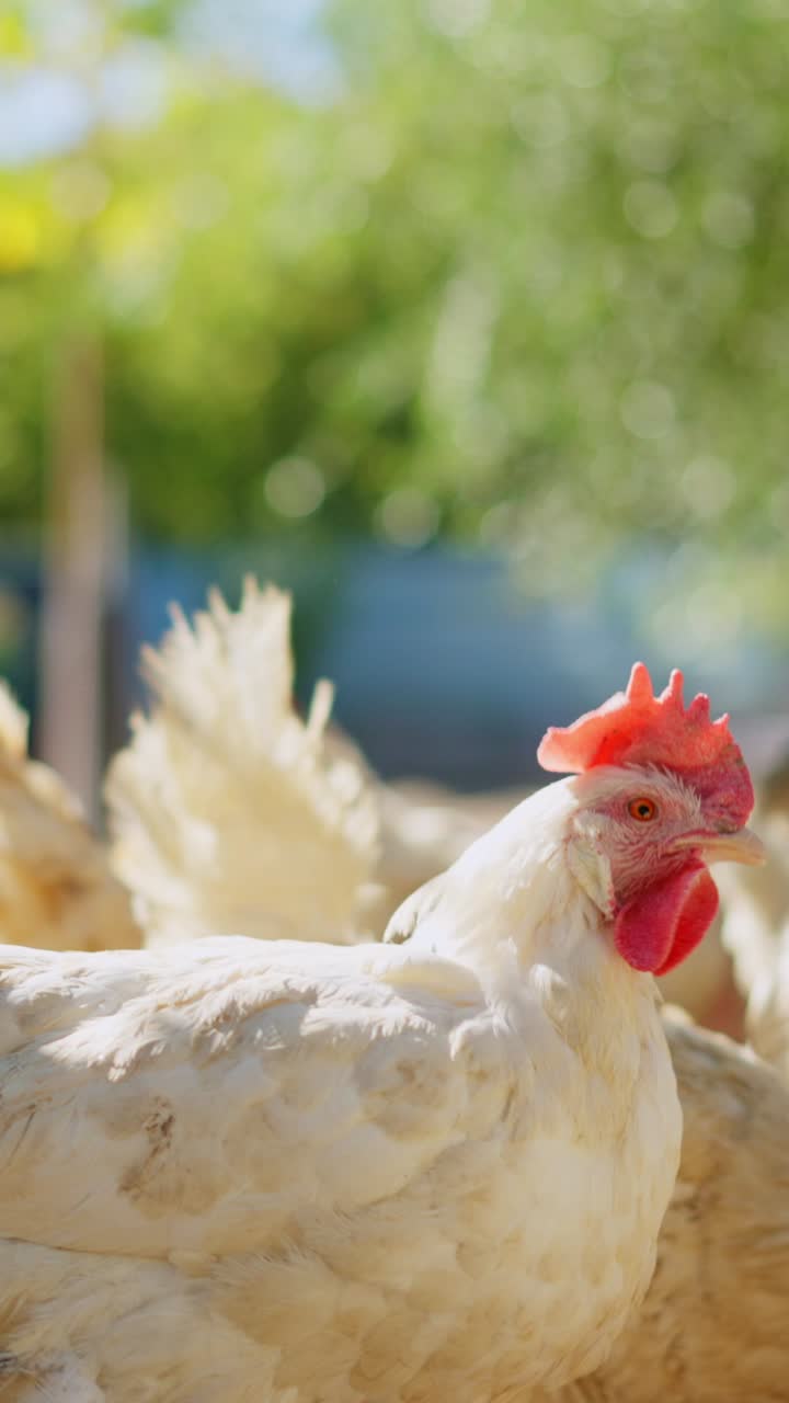 Primer plano de una gallina blanca picoteando en una granja