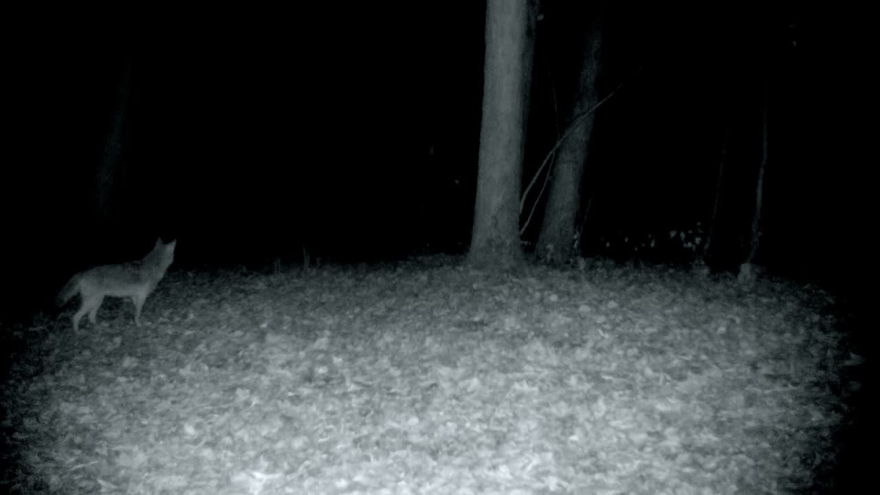 코요테는 숲 속의 광야의 가장자리에 멈추고 듣고 밤에는 중서부 상부 광야를 계속 걸어다닙니다.