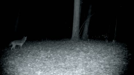 coyote stops at the edge of a clearing in woods, listens and then continues to walk through the clearing in the upper midwest at night