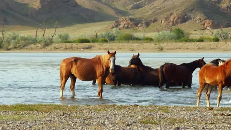 El-Espíritu-Indómito-De-Los-Caballos-Salvajes,-Ganado-Domesticado,-Que-Deambulan-Libremente-En-El-Calor-Del-Verano