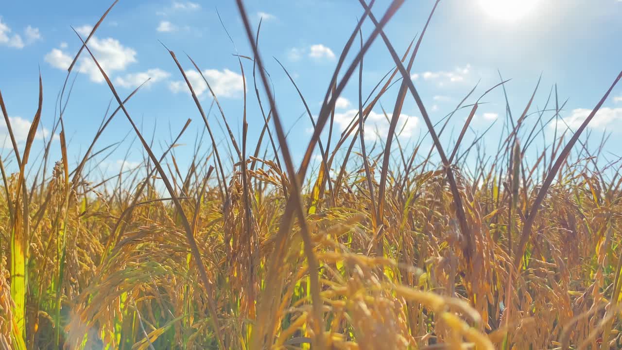 성장하는 쌀밭에 밝은 태양이 빛나고 동작 보기를 닫습니다.