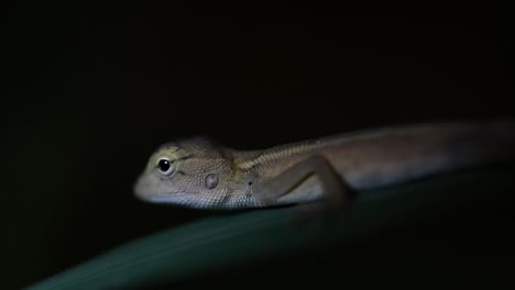 The-Oriental-Garden-Lizard-is-also-called-the-Eastern-Garden-Lizard,-Bloodsucker-and-Changeable-Lizard