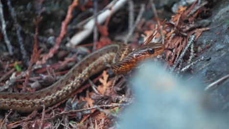 Close-up-of-a-North-American-common-garter-snake-in-its-natural-habitat