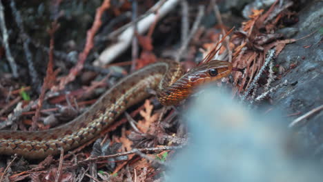 cerca de una serpiente de liga común norteamericana en su hábitat natural