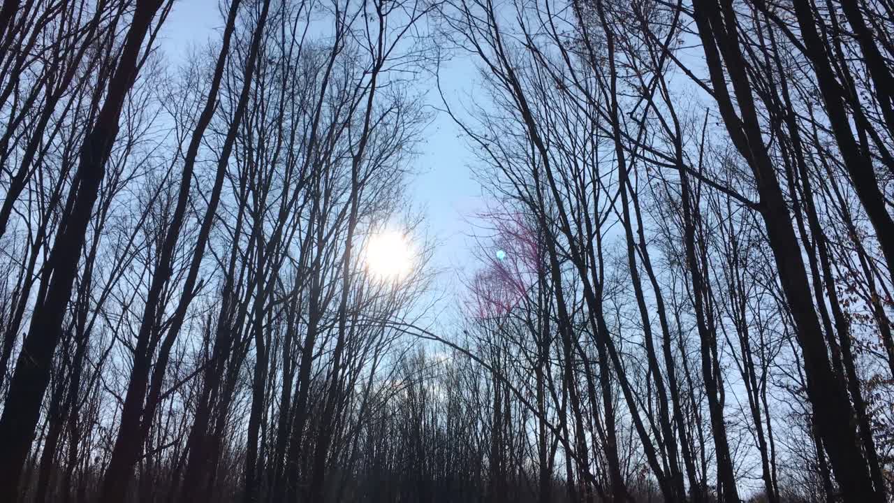 이른 봄에 해가 하늘에 떠 있고 햇빛이 나뭇가지를 통해 들어오는 숲길을 걷고 있다