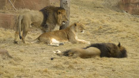 Dos-Leones-Machos-Y-Una-Leona-Relajándose-En-La-Hierba-Amarilla-En-Savana-P2