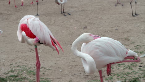 greater flamingos standing on patch of dirt in zoo exhibit preening, grooming under wing with beak