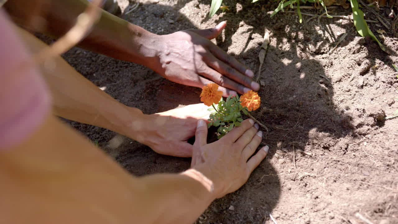 Planting flowers in garden, diverse couple working together on sunny day