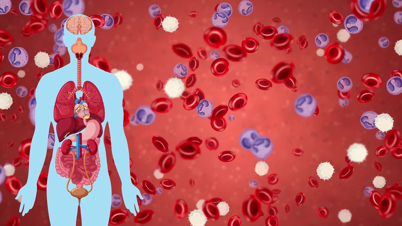 Animazione medica di una silhouette umana con organi interni accanto a globuli rossi e bianchi in caduta