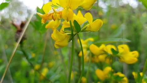 slow motion close up bee gathering pollen from yellow flower and falling off