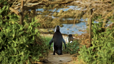 jackass penguin framed by pathway through coastal vegetation, back shot