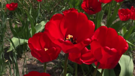 red tulips flowers blooming in a garden. red tulips planted in garden. springtime garden. colorful tulips in flower bed. beautiful spring flower tulips in garden