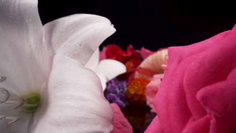 macro closeup view passing by colorful flowers on a reflective mirror with a black background, red hibiscus, blue salvia, pink rose, belladonna lily, and lantana, elegant beautiful romantic footage